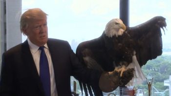 video: donald trump fue atacado por un aguila en una sesion de fotos video: donald trump fue atacado por un aguila en una sesion de fotos