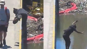 tigre: se tiro de una altura de 15 metros al rio contaminado y argumento que tenia calor tigre: se tiro de una altura de 15 metros al rio contaminado y argumento que tenia calor