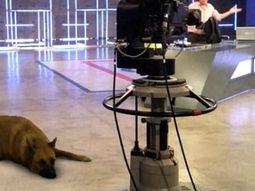 Pobre Sasha: estuvo dando vueltas por todo el mundo hoy