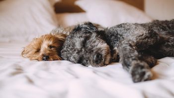 confirman que los perros obedecen mejor cuando sus duenos estan de buen humor confirman que los perros obedecen mejor cuando sus duenos estan de buen humor