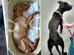 Cook abandonó a Ruby y Blacky para que murieran de hambre