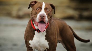 Foto ilustrativa Foto ilustrativa