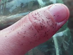 Cómo combatir los bichitos negros que invaden Buenos Aires