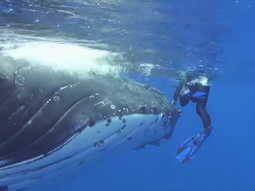 VIDEO: una ballena protegió a una buzo ante la amenaza de un tiburón