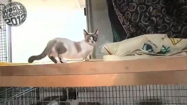 Gato cortito