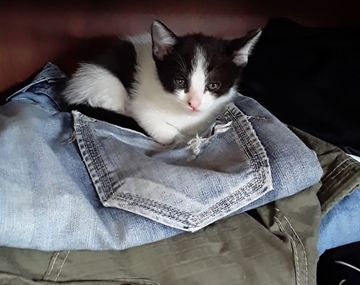 Nemu dorm&iacute;a con el ni&ntilde;o de tres a&ntilde;os.&nbsp;