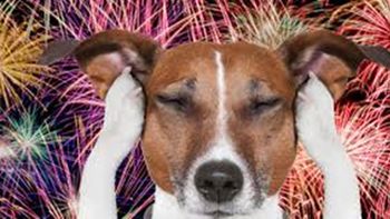 pirotecnia en navidad: como proteger a las mascotas usando musica pirotecnia en navidad: como proteger a las mascotas usando musica