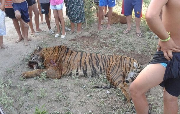 Vecinos encuentran un tigre de bengala en la calle: lo mataron