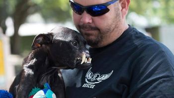 rescataron a una perra pitbull sin nariz que se gano los corazones de la web rescataron a una perra pitbull sin nariz que se gano los corazones de la web