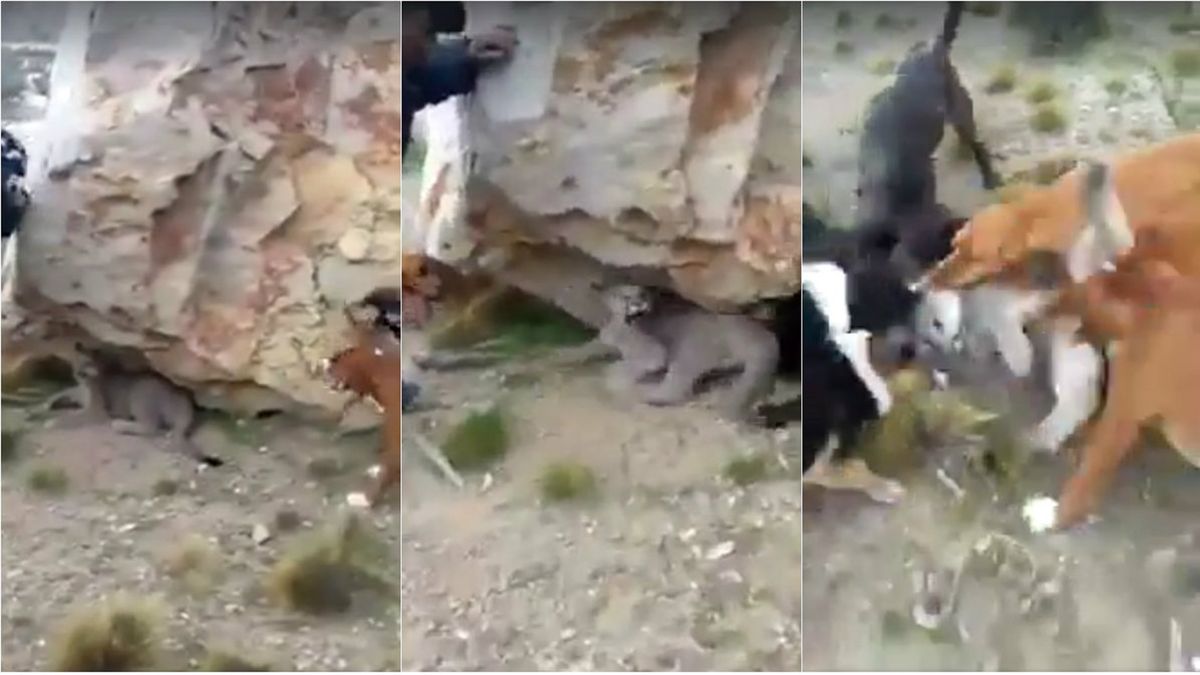 Peticionario mediodía mejilla VIDEO: El brutal ataque de unos perros a un puma