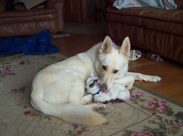 VIDEO: Mirá cómo un pastor alemán adopta a cabrita pigmea bebé