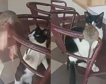 Una rata apareció en una heladería y el dueño hizo un insólito descargo