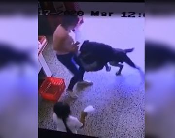 Un nene quiso jugar en La Plata con un perro que lo atacó: todo quedó filmado