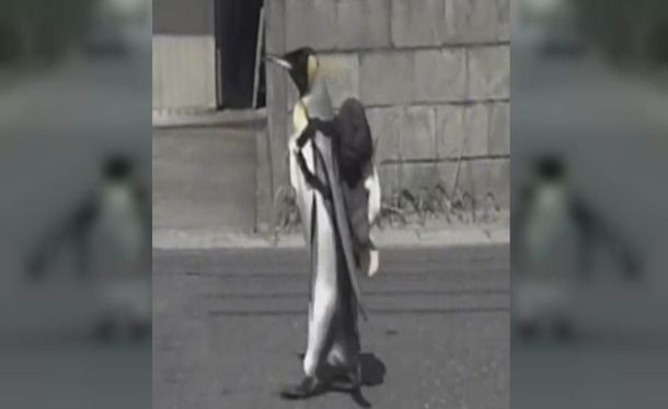 Porqué la pingüina Lala es furor en Japón 