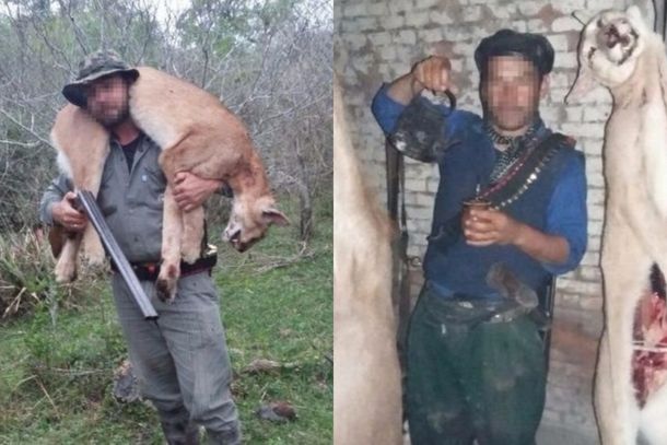 Mataba pumas, los publicaba en Facebook y desafiaba a la policía