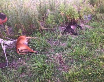 Así aparecieron los perros pitbulls muertos en Berisso.