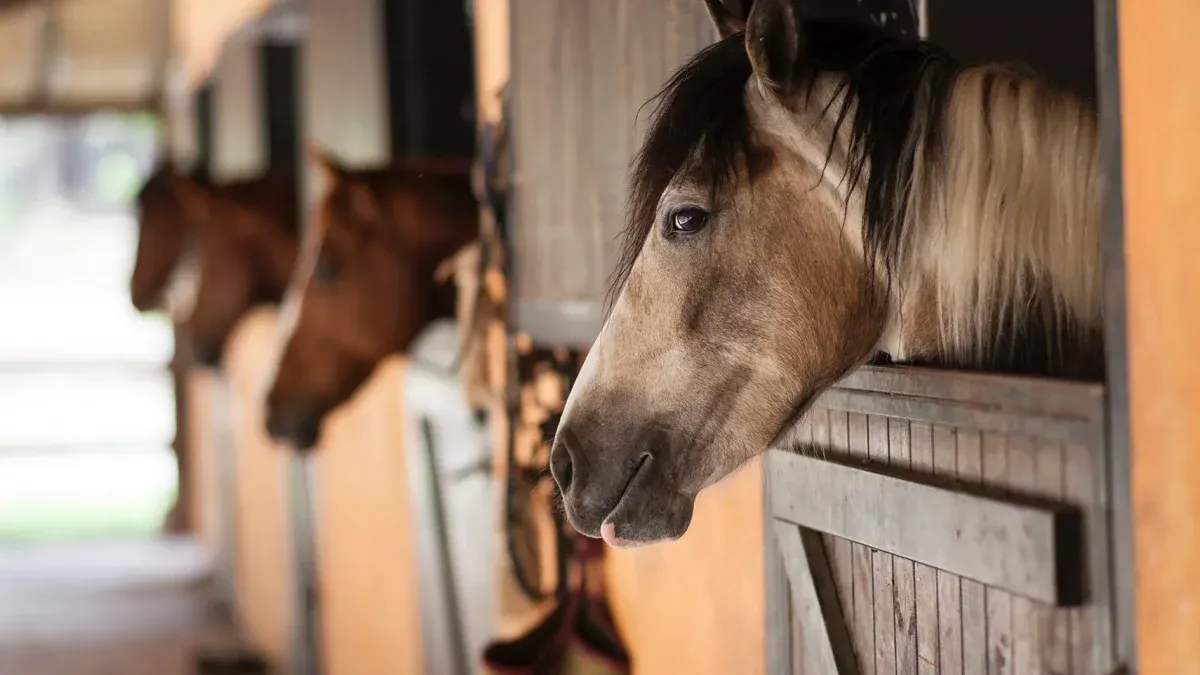 Alerta por un virus que afecta a los caballos y contagia a humanos