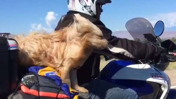 Pocho, el simpático perro que recorre junto su dueño el país en moto
