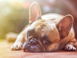 Países Bajos: buscan prohibir los perros con problemas genéticos