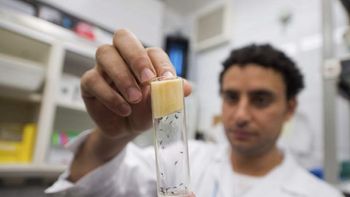 llego nomas: primer caso de zika made in argentina llego nomas: primer caso de zika made in argentina