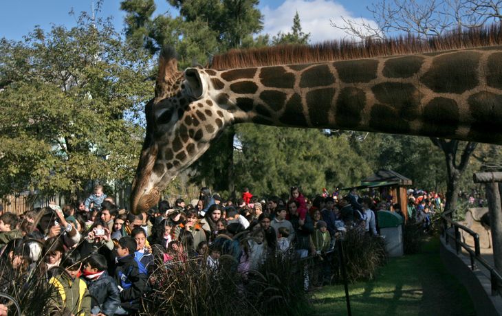 ¿Qué animales quedarán en Palermo?
