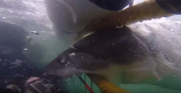 Por sacar una foto, casi se le come un brazo un tiburón