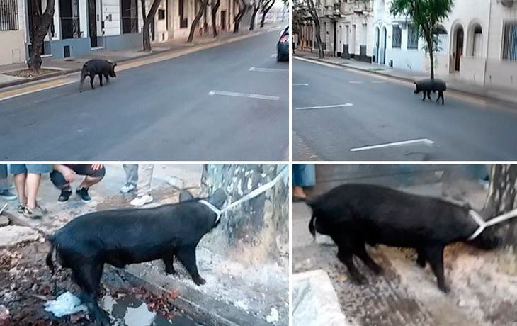 Sorpresa en Rosario: un chancho suelto por las calles del centro