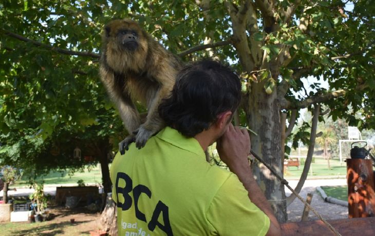 Rescatan monos en cautiverio