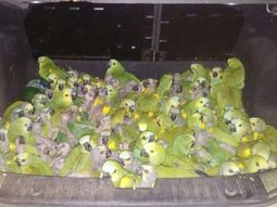Maltrato animal: rescataron a 100 loros que estaban ocultos en un baúl