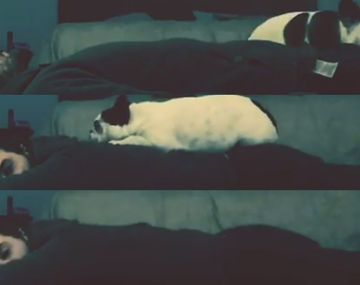 Divertida escena de Pedro Alfonso con su perra