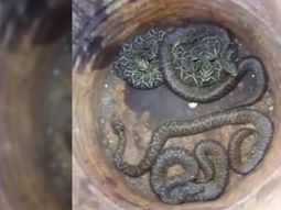 Lograron atrapar 58 yararás que escapaban de la quema de pastizales