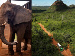 Las mejores fotos y videos de la elefanta Pupy en el paraíso brasilero donde vive ahora