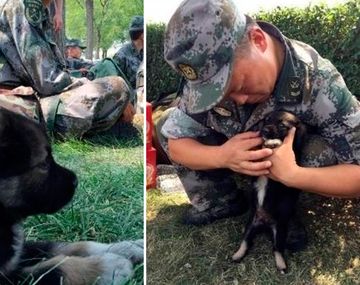 Conocé la tierna historia del perrito rescatado de la explosión en Tianjin