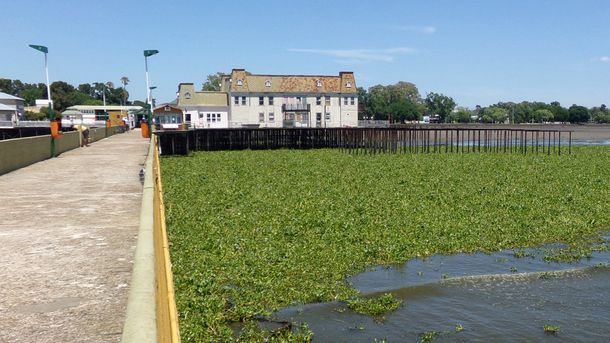 Invasión de culebras y yararás en Quilmes: piden que la población no se acerque a las especies