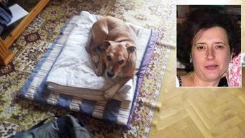 la enfermera con ebola pregunto por su perro la enfermera con ebola pregunto por su perro