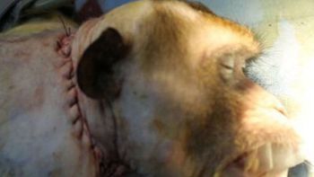 un cirujano aseguro que pudo trasplantar la cabeza de un mono un cirujano aseguro que pudo trasplantar la cabeza de un mono