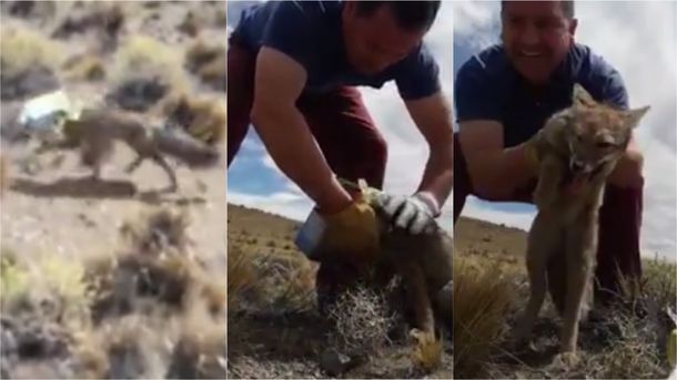 ¡Qué gratificante ayudar al que lo necesita!: salvó a un zorro de morir asfixiado