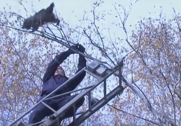 Bomberos intentan bajar un mapache de un árbol