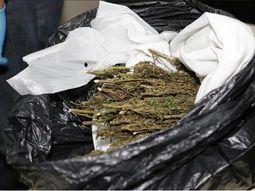 legalizan en mexico el cultivo y consumo de marihuana con fines ludicos legalizan en mexico el cultivo y consumo de marihuana con fines ludicos