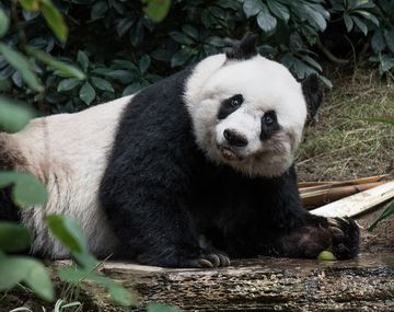 A los 38 años, murió Jia Jia, el oso panda en cautiverio más viejo del mundo