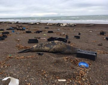 Foto de Península Valdés.