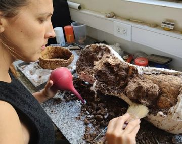 Dos hermanitos encontraron restos fósiles de un armadillo gigante