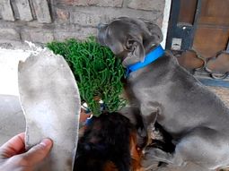 video: la culpa de un pitbull por romper la zapatilla de su dueno video: la culpa de un pitbull por romper la zapatilla de su dueno