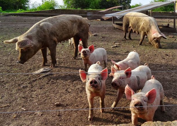 Robó siete lechones a bordo de un tractor y lo atraparon