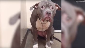 La tristeza del perro abandonado La tristeza del perro abandonado