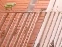 loro skater se divierte deslizandose por una baranda loro skater se divierte deslizandose por una baranda