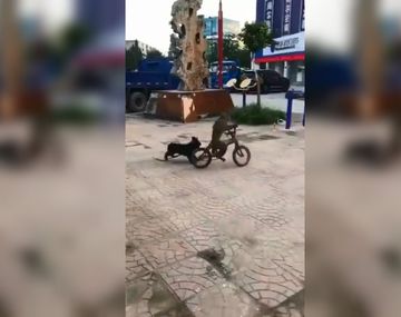 El monito aprendió a andar en bicicleta para salir corriendo