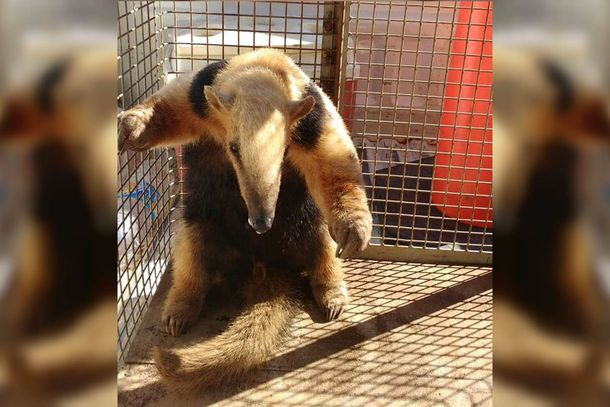 Rescataron un oso hormiguero en peligro de extinción