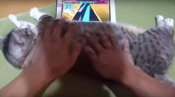 Usa al gato como joystick