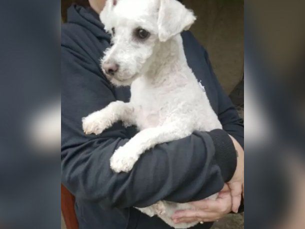 La confusión en una peluquería canina que se volvió viral